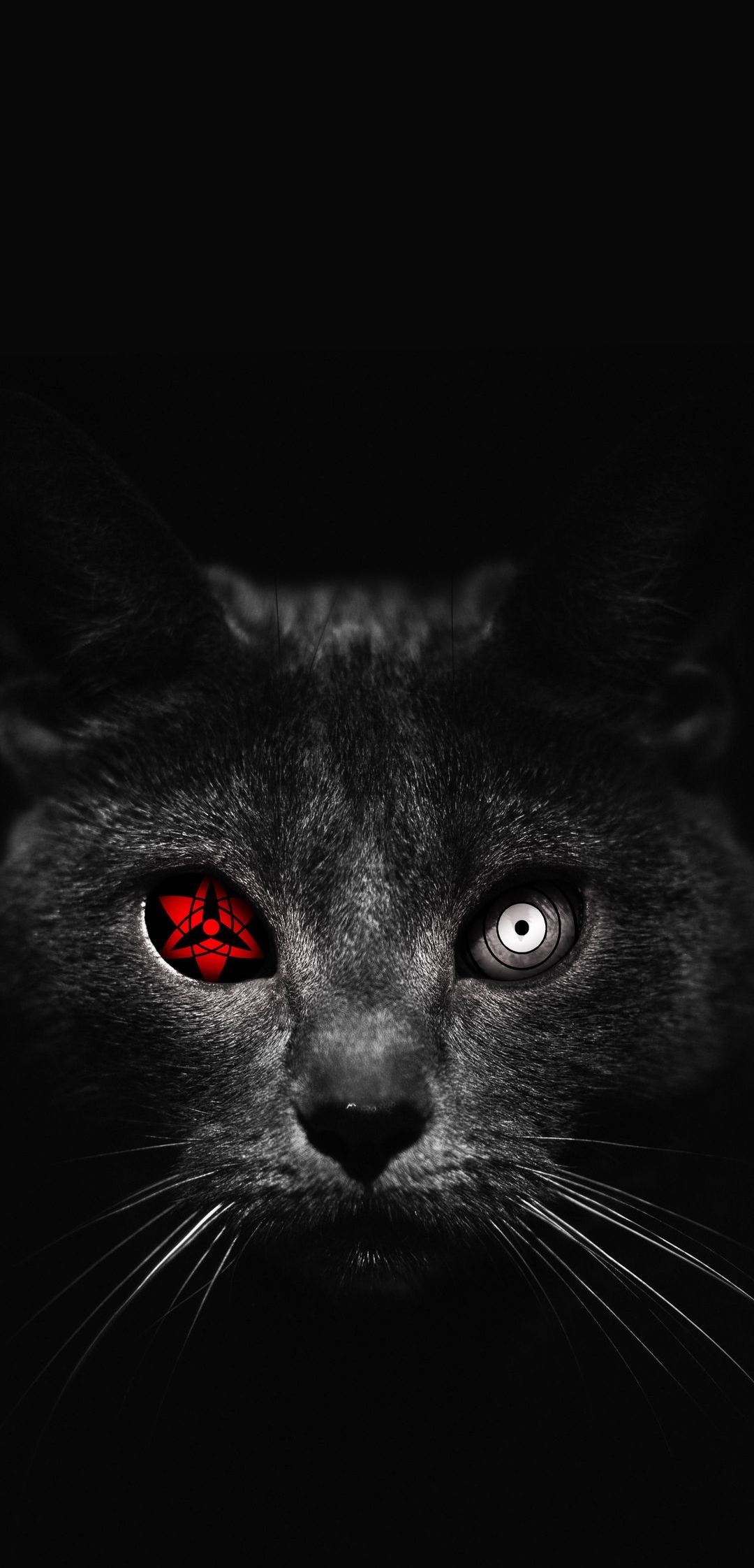 Cat_Wildlife_Animal_HD